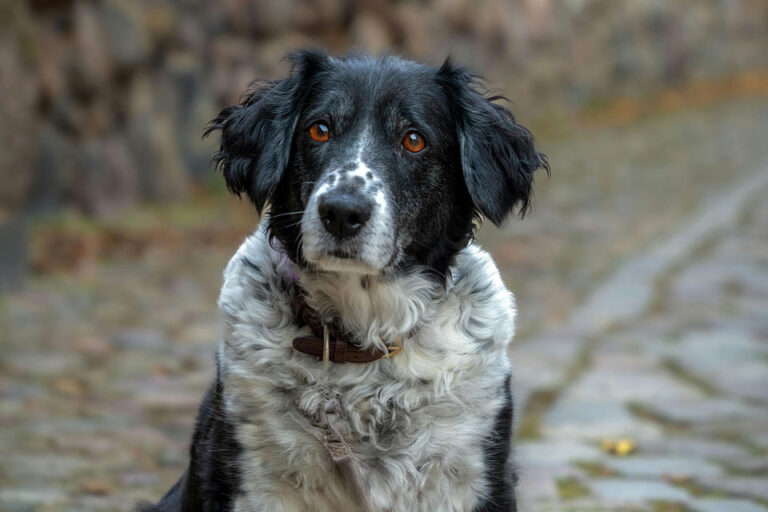 Ängstlicher Tierschutzhund blickt unsicher – Hilfe für Angsthunde und Eingewöhnung
