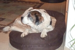 Traumatisierter Hund zeigt Stress und Unsicherheit – typische Symptome bei Angsthunden