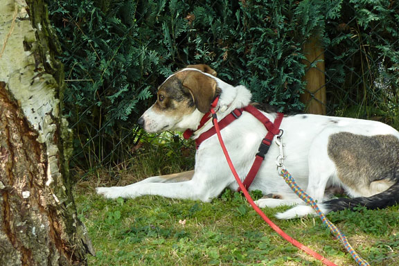 Unsicherer Tierschutzhund an der Leine – Hilfe für Angsthunde und Eingewöhnung